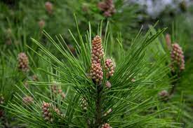 What To Do With Pine Trees? 21 Pine Wood Uses - Tree Journey