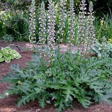 Image result for Acanthus polystachyus