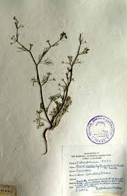 Image result for Apium leptophyllum