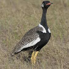 Image result for Afrocanthium burttii