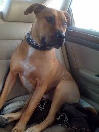 We did not find results for: 15 Rodesian Ridgeback Boxer Mix Ideen Hunde Erste Hilfe Back Home