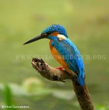 Ceylon Bird Club Birds Of Sri Lanka Sri Lankan Birds Endemic Birds Of Sri Lanka Bird Sri Lankan Sri Lanka