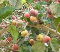 Image result for Myrianthus arboreus