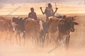 Kenya Masai Herding Cattle Amboseli National Park Africa Herding Cattle Africa Africa People