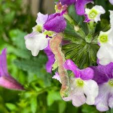 Image result for Buchnera affinis