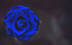 All iphone 11 wallpapers >all albums >the awesome collection of flower iphone 11 wallpapers a collection of the best 125 flower iphone 11 wallpapers #sky #nature #flower. Electric Blue Flower Beautiful Flowers Hd Wallpaper Peakpx
