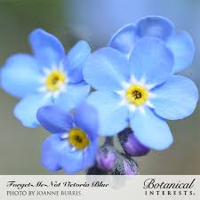 We can help you find the perfect flowers and deliver them throughout gillette and the surrounding area. Victoria Blue Forget Me Not Seeds Flowers Botanical Interests