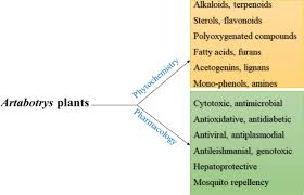 Image result for Artabotrys monteiroae