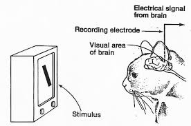 If You Re Going Into Psychology You Can T Be A Cat Fanatic Better Model For Pattern Recognition Than Tem Animal Cruelty Facts Animal Cruelty Writing Lists