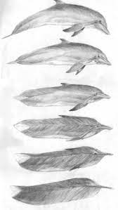 Drawing Transition (From A Feather To A Dolphin). | Metamorphosis Art,  Metamorphosis, School Art Projects