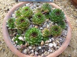 Learn how to care for these plants. Hens And Chicks Houseleek Sempervivum Tectorum 50 Seeds Succulent Seeds Seeds Ecog Cacti Succulents