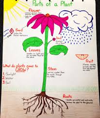 parts of a plant anchor chart parts of a plant science