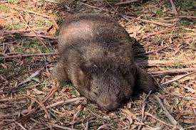 Image result for dead wombat