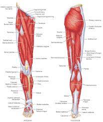 Labeled anatomy chart male back muscles stock illustration 1423699424 : Muscles Leg Muscles Anatomy Leg Muscles Diagram Muscle Diagram