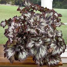 Begonia Super Curl Begonia Rex Hybrid Rex Begonias Begonias Begonia Plants Perennial Flowering Plants