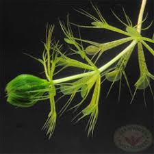 Image result for Aldrovanda vesiculosa