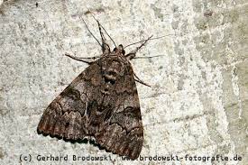 Der ziegenmelker verlässt den wald häufiger als angenommen. Der Ziegenmelker Steckbrief Verbreitung Brutzeit Vogel Bilder Referat
