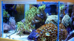 When you clean coral, you're actually cleaning off any leftover 'skin' that either still. Top Five Tips To Have A Really Really Clean Looking Aquarium Reef Builders The Reef And Saltwater Aquarium Blog