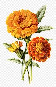 Mexican Marigold Flower Calendula Officinalis Drawing Clip Art Png 1153x1768px Mexican Marigold Annual Plant Calendula Calendula Brainstorm with the students lists of words beginning with f or m. mexican marigold flower calendula