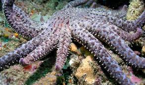 Their arms are up to 40 cm long and they are usually around 80 cm in diameter. Sunflower Sea Star Pycnopodium Helianthoides