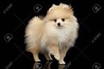 Pomeranian Puppies For Sale - AKC PuppyFinder