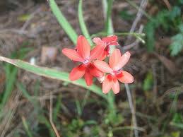 Image result for Freesia laxa