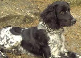 Image result for Velký münsterlandský ohař