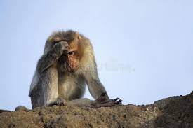 We did not find results for: 172 Monkey Scratching Head Photos Free Royalty Free Stock Photos From Dreamstime