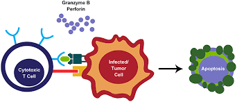 Image result for T-Lymphocyte