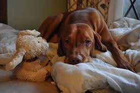 Doc wins vizsla club of america ngdc in california! Vizsla Puppies Southern California The Y Guide