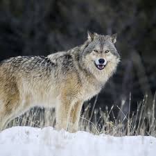 They tend to live in the remote. Gray Wolves Win In Historic Colorado Election The Verge