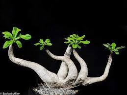 Image result for Euphorbia ramulosa