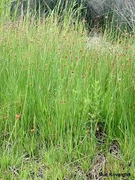 Image result for Schoenoplectus sp.no.3