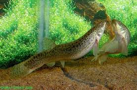 Dojo Loach - Learn About Nature