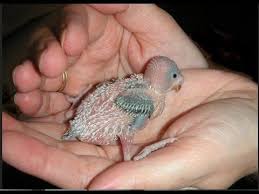 How To Make Baby Budgie Food Organic Food