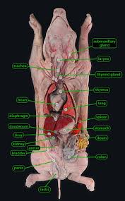The gall bladder is a sac like organ that sores the bile secreted by the liver. Diagram Digestive System Of A Pig Labelled Diagram Full Version Hd Quality Labelled Diagram Diagrammic Geophonia It