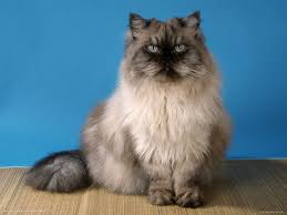 We did not find results for: Himalayan Cats Wiki Fandom