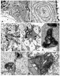 Click on the tags below to find other quizzes on the same subject. Plants Free Full Text Structural Evidence Of Programmed Cell Death Induction By Tungsten In Root Tip Cells Of Pisum Sativum Html