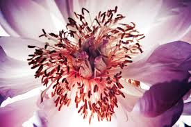 Backster believed plants that had become attuned to a particular human being appeared to maintain that link wherever the person went and whatever he did. The Man Who Talked To Plants Cleve Backster
