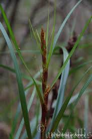 Image result for Galium scabrellum