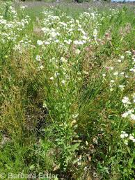 Image result for Oxyanthus strigosus