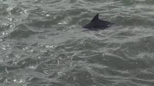 1 padre blvd, south padre island. Lots Of Dolphins Right Off Pier 19 South Padre Island Youtube