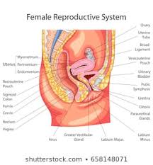 Royalty Free Reproductive System Stock Images Photos