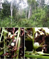 Image result for Scleria sp.no.1