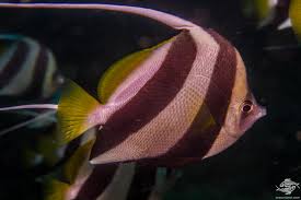 Information, photos and distrubition areas of marine species found in thailand. Schooling Bannerfish Facts And Photographs Seaunseen