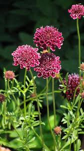 Scabiosa Atropurpurea Summer Fruits Flowers Perennials Summer Fruit Alpine Plants