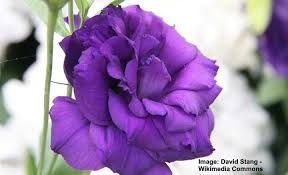 Image result for eustoma flamenco