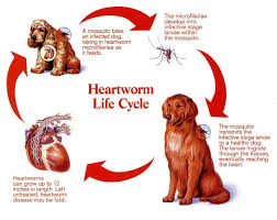 Check spelling or type a new query. Heartworm Life Cycle Heartworm Prevention Heartworm Worms In Dogs