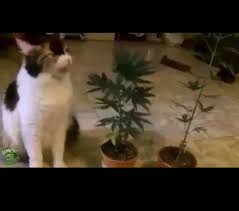 Kafam Guzel On Twitter Kenevir Yiyip Muptezel Olan Kedi Ddd