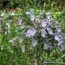 Rosmarin Kater Rosmarin